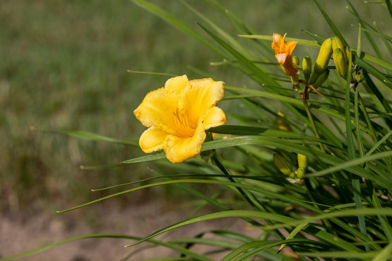 Fertilize After The First Bloom Flush Fertilize After The First Bloom Flush