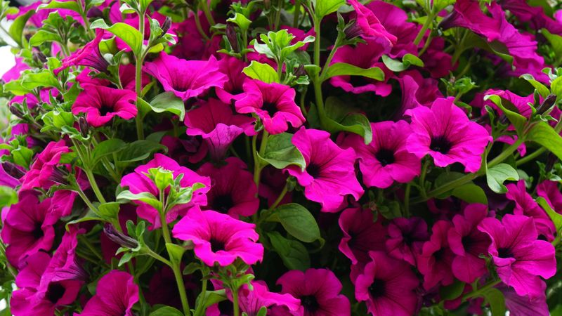 Fertilize Alongside Watering To Supercharge Your Petunias Fertilize Alongside Watering To Supercharge Your Petunias