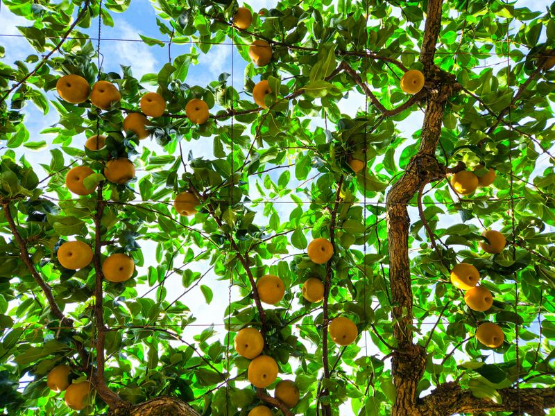 Fertilize Apples And Pears In Northern Regions This Month