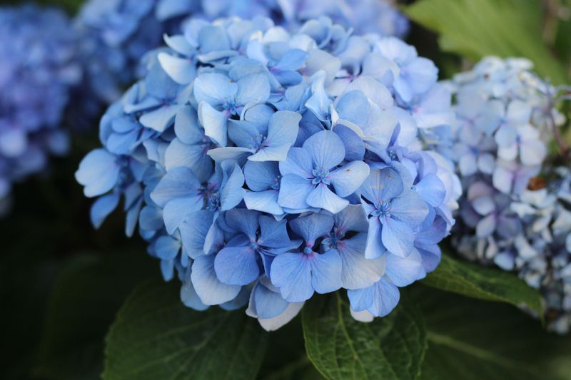 Fertilize Based On Your Hydrangea Type Fertilize Based On Your Hydrangea Type