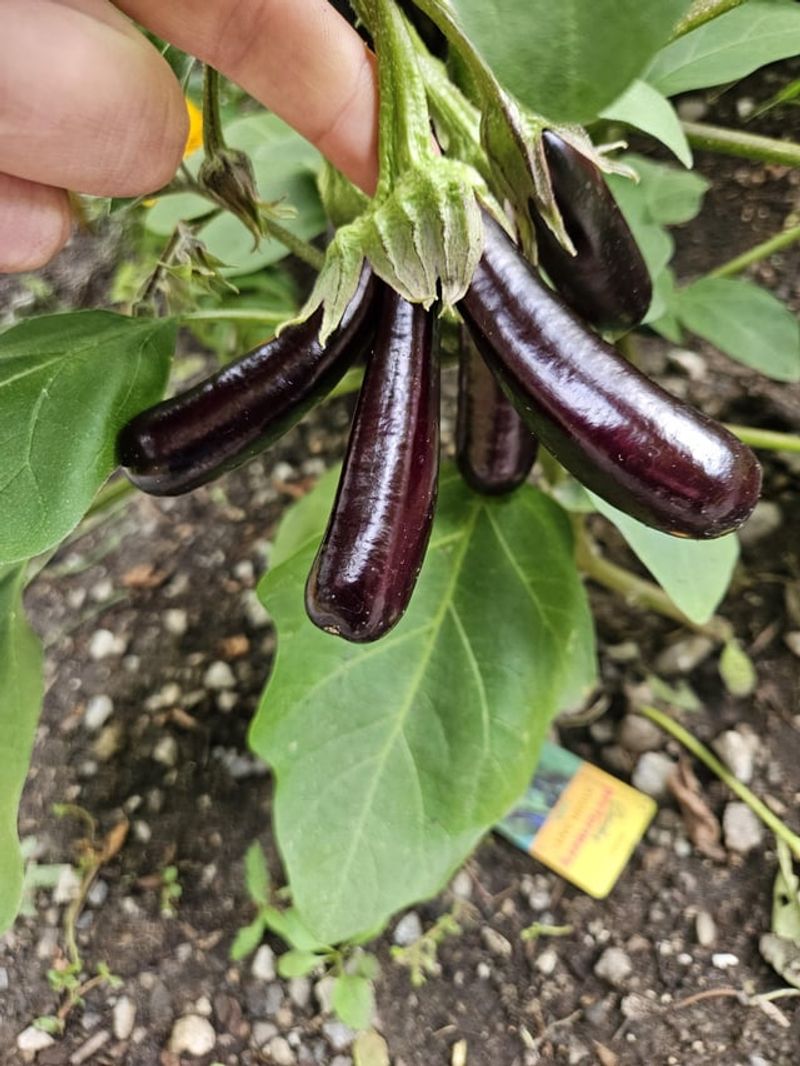 Fertilize Before The Heat Takes Over