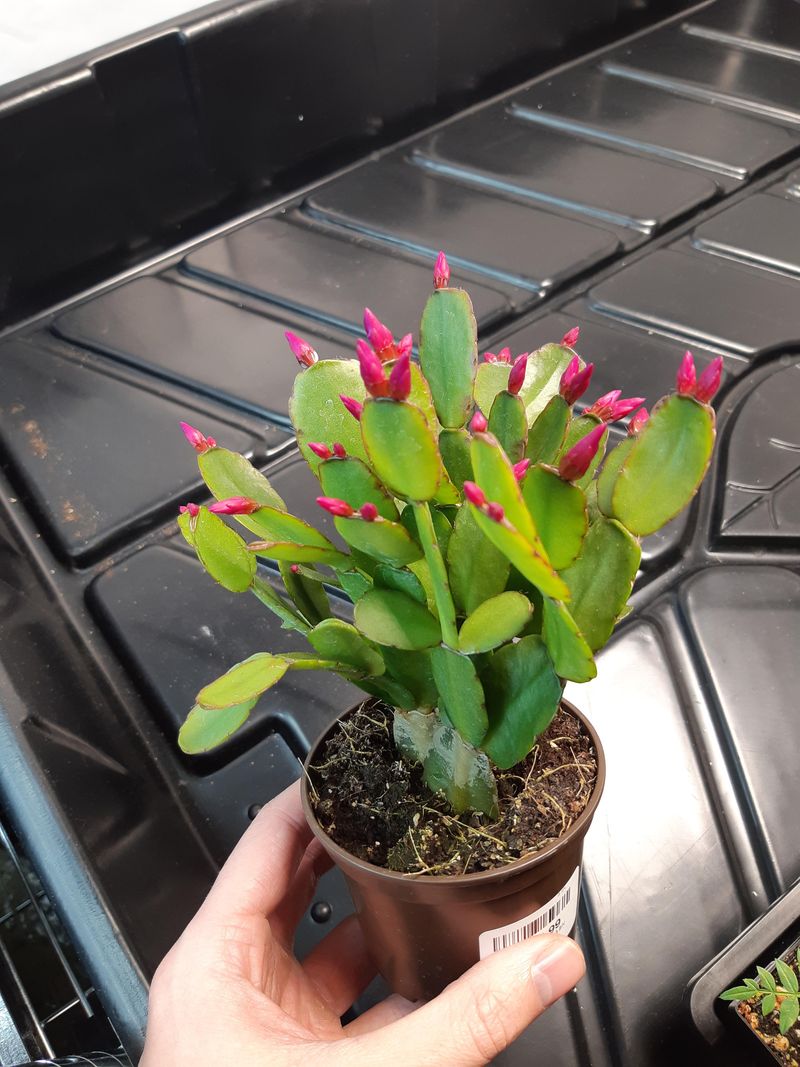 Fertilize Lightly During Growth