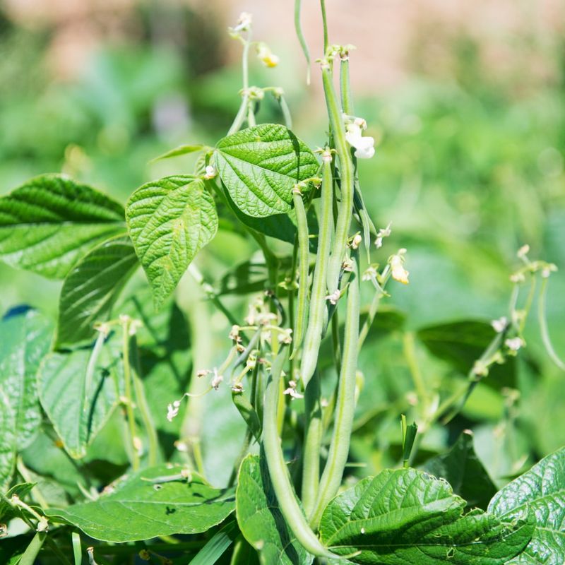 Fertilize Lightly If Your Soil Needs It