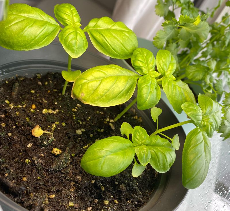 Fertilize Lightly In June