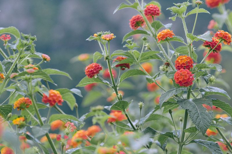 Fertilize Lightly, Too Much Nitrogen Suppresses Blooms