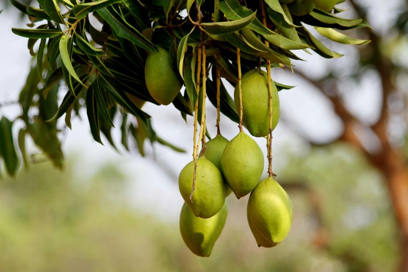 Fertilize Mango Trees While Summer Growth Is Active