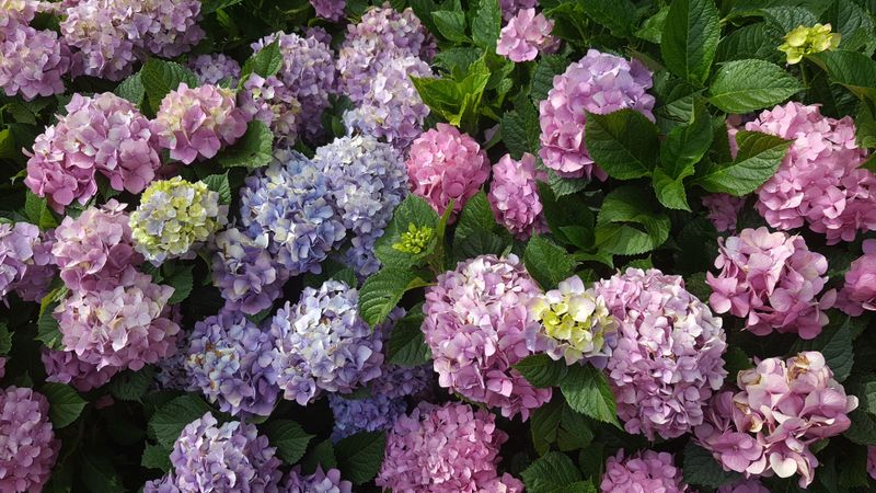 Fertilize On A Spring And Midsummer Schedule