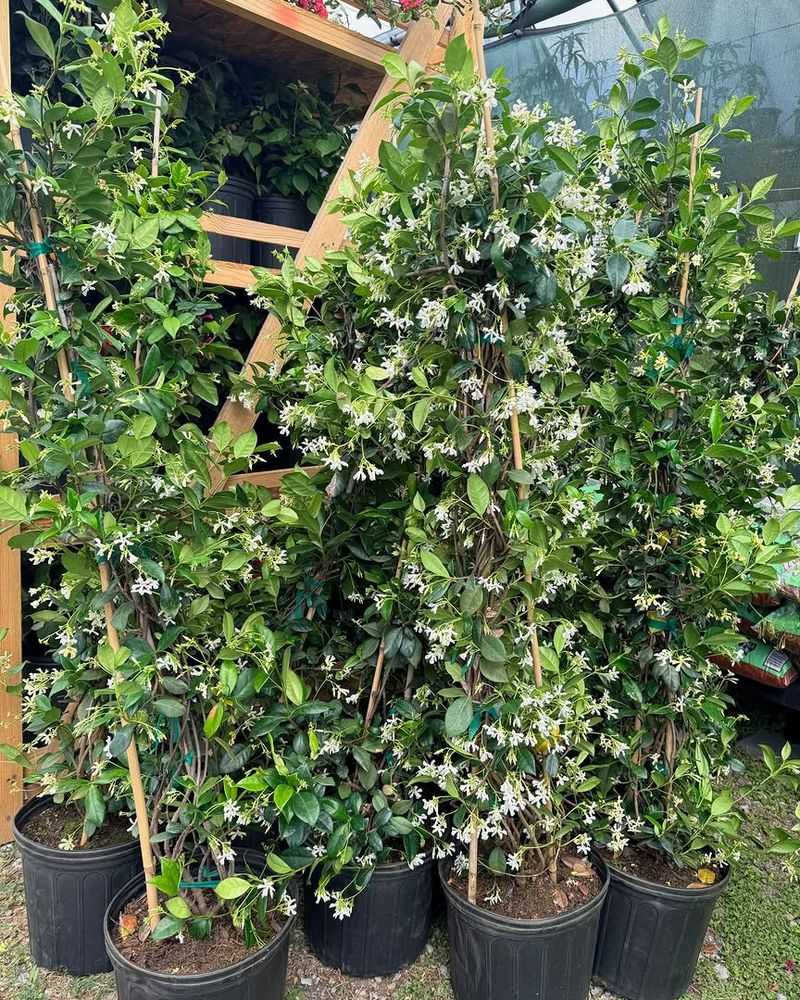 Fertilize To Support Summer Bloom