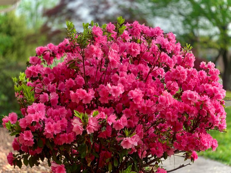 Fertilize With Acid-Loving Fertilizer