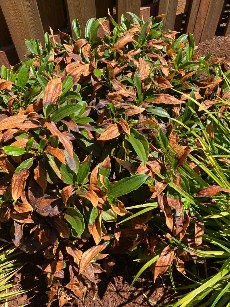 Fertilizer Cannot Fix Heat Stress Fertilizer Cannot Fix Heat Stress