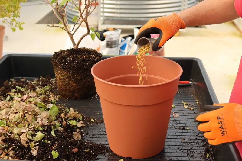 Fertilizer Or Salt Buildup Is Stressing The Plant