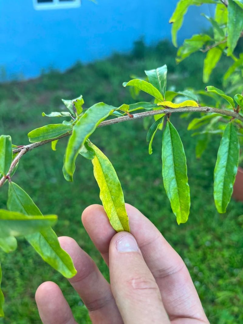Fertilizer Stress Makes Weak Plants Worse