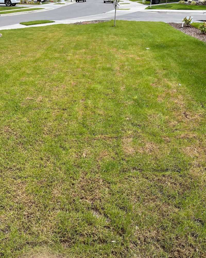 Fertilizing Before Heavy Rain Fertilizing Before Heavy Rain
