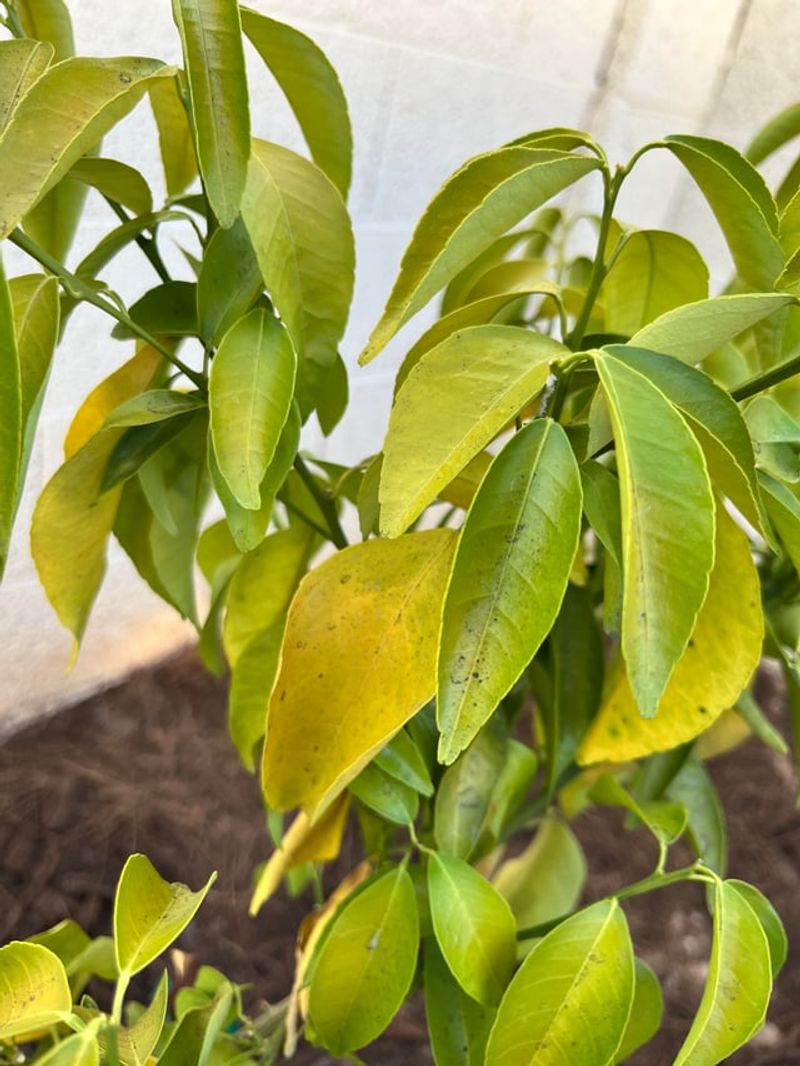 Fertilizing Heat-Stressed Citrus Makes Summer Problems Worse