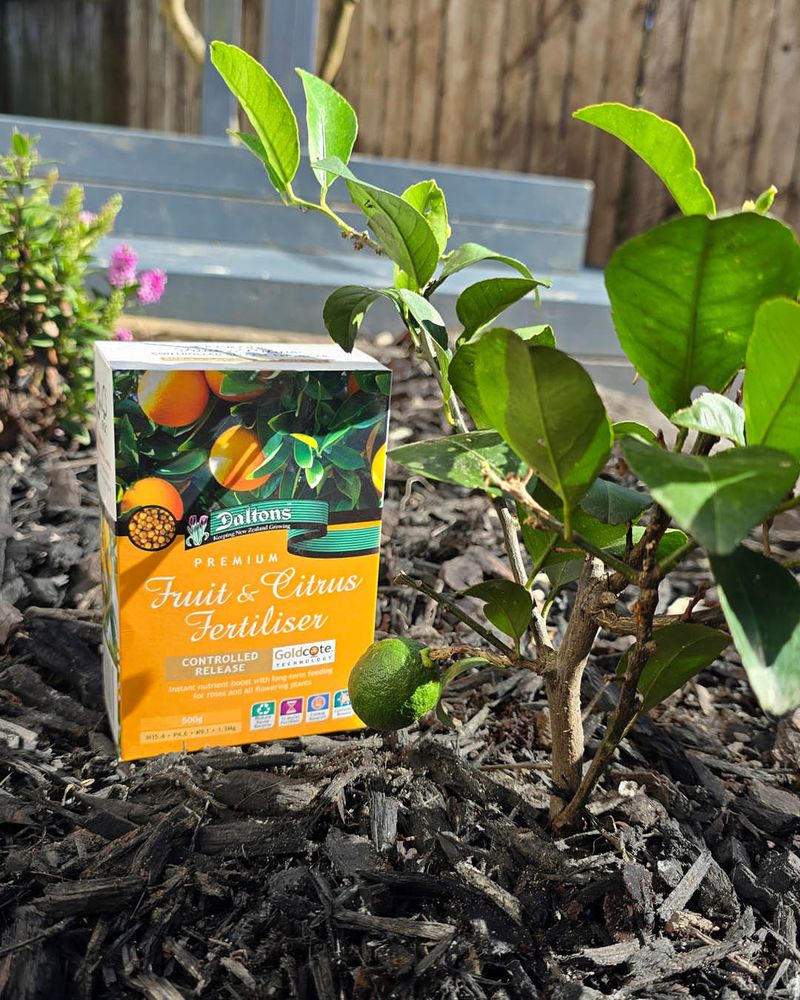 Fertilizing Heat-Stressed Citrus Too Hard Fertilizing Heat-Stressed Citrus Too Hard