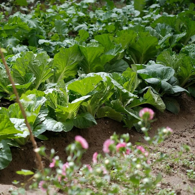Fertilizing In High Heat Pushes Growth Plants Can't Support