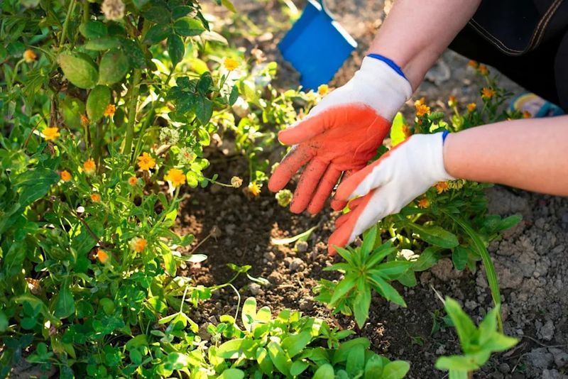 Fertilizing Plants That Are Already Stressed