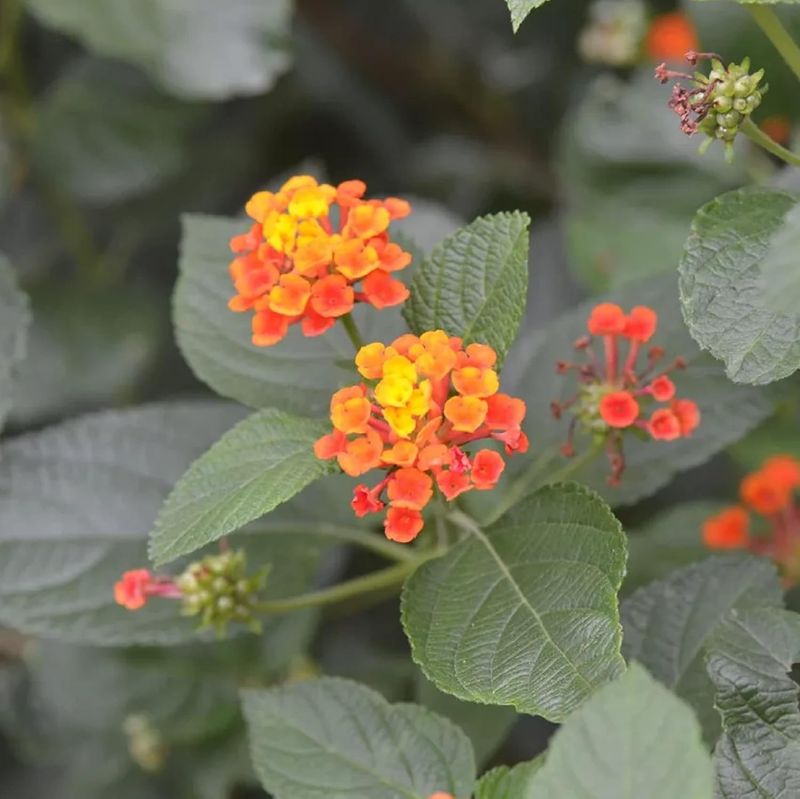 Fertilizing So Much That Leaves Outpace Blooms Fertilizing So Much That Leaves Outpace Blooms