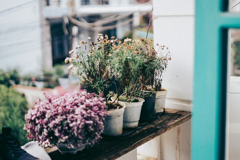 Fertilizing Stressed Or Wilted Plants Fertilizing Stressed Or Wilted Plants