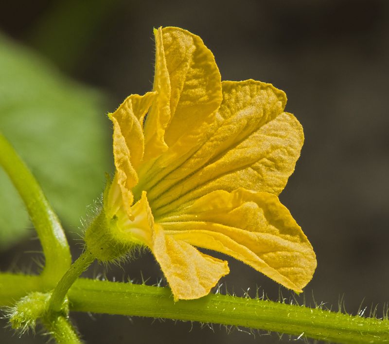 Fertilizing With Too Much Nitrogen Fertilizing With Too Much Nitrogen