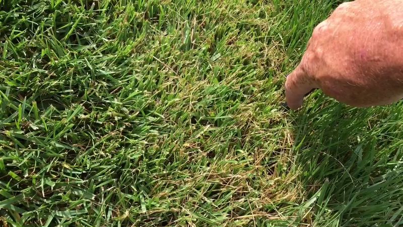 Fescue Struggles In Hot Arizona Yards