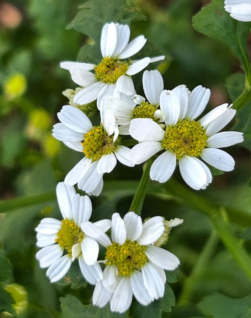 Feverfew Brings Bitter-Scented Blooms Near Paths Feverfew Brings Bitter-Scented Blooms Near Paths