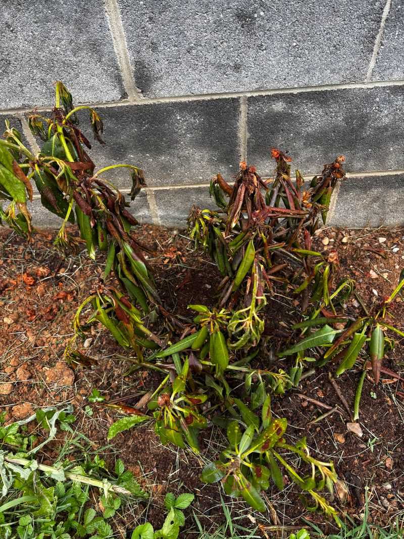 Few Healthy Feeder Roots Few Healthy Feeder Roots