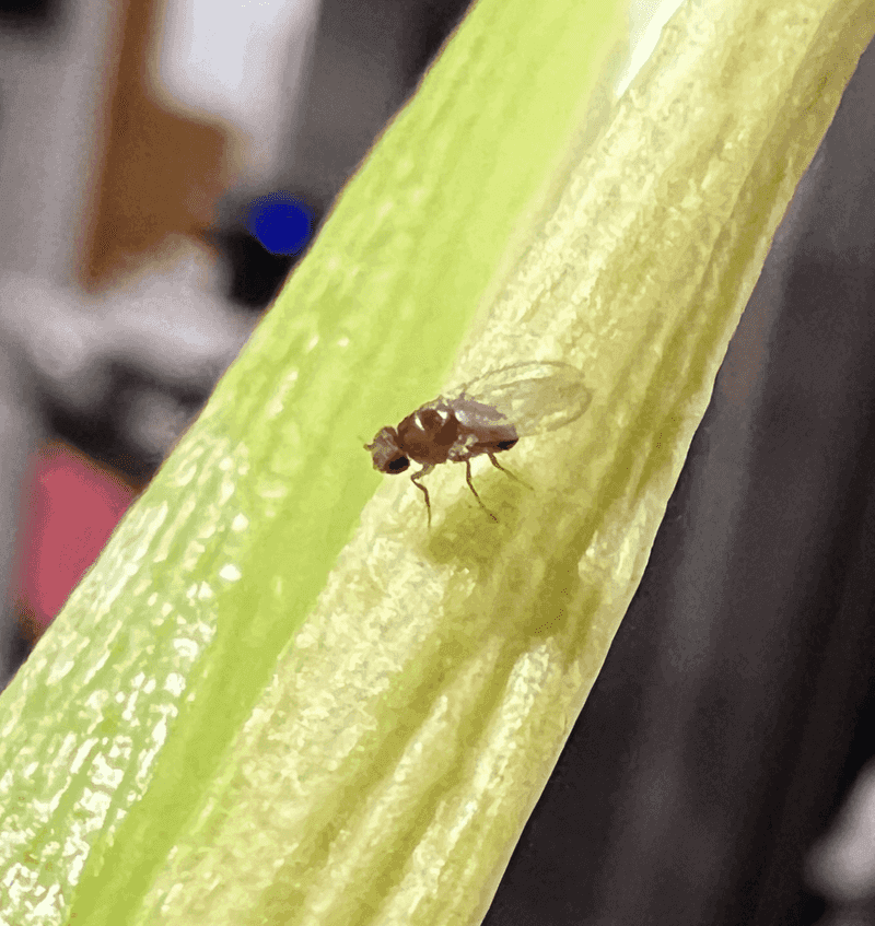 Few Natural Predators Allow Populations To Grow