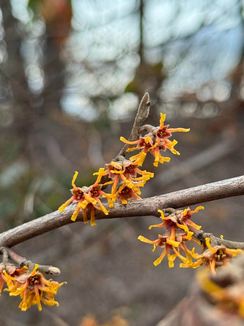 Few Shrubs Tolerate Connecticut Soil The Way Witch Hazel Does
