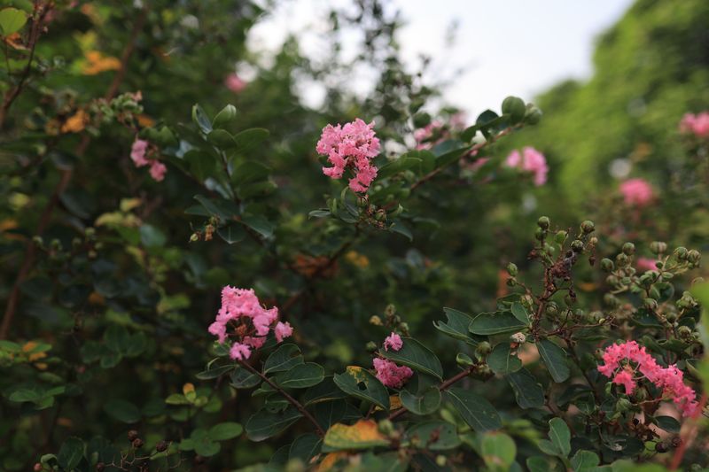 Fewer And Weaker Blooms Each Season