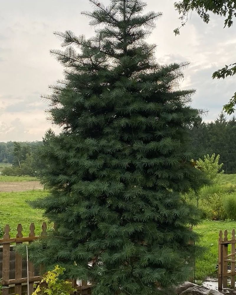 Fewer Major Disease Problems Than Some Spruce Trees