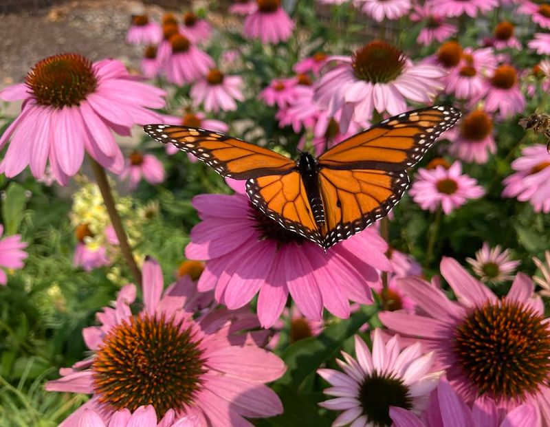 Fewer Nectar Plants Are Blooming Fewer Nectar Plants Are Blooming