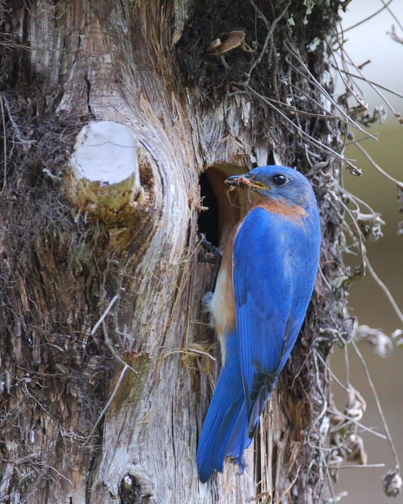 Fewer Nesting Cavities Make Raising Young More Difficult Fewer Nesting Cavities Make Raising Young More Difficult