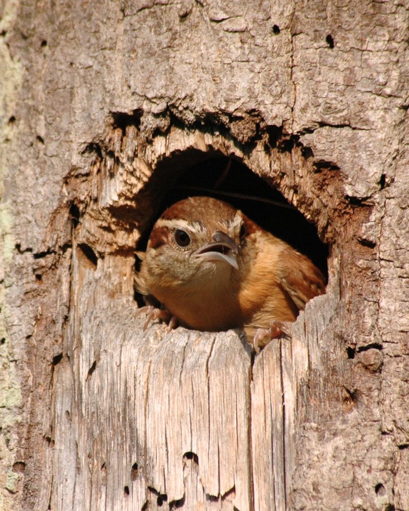Fewer Nesting Sites Are Limiting Local Populations