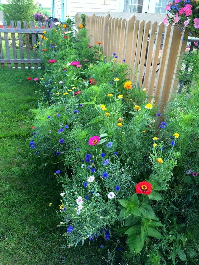 Fewer Problems From Invasive Plants When Managed Early