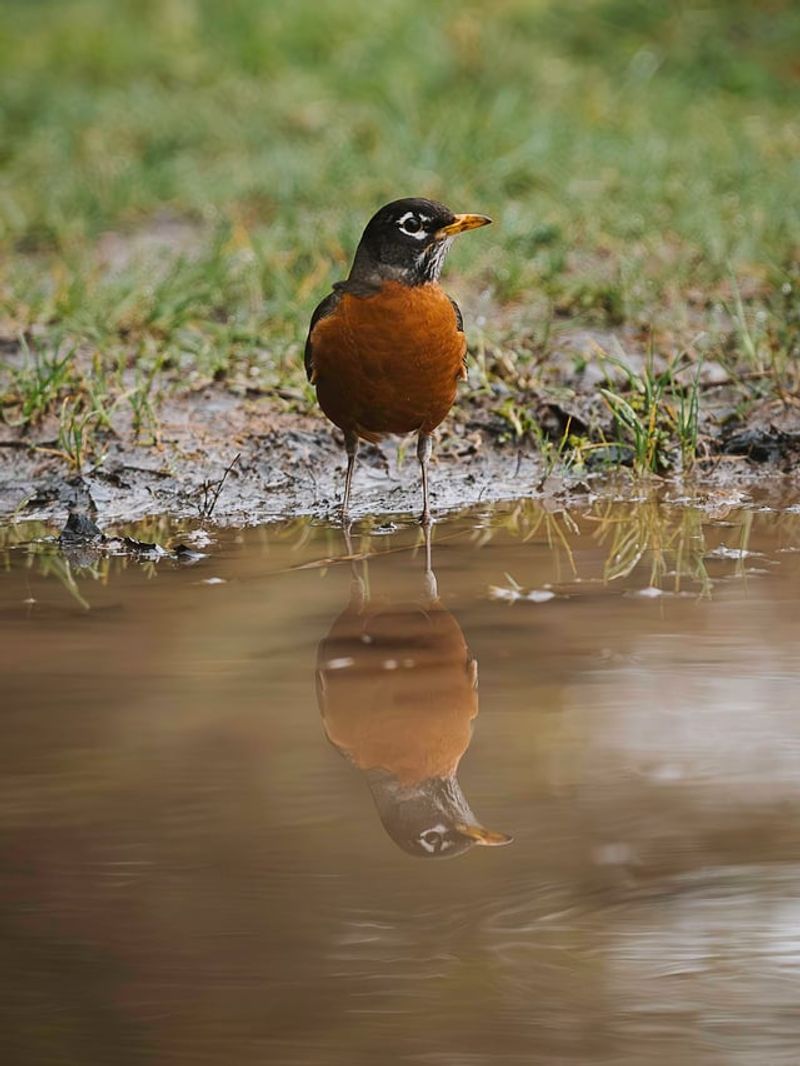 Fewer Sprays Means More Robins Stay And Forage Fewer Sprays Means More Robins Stay And Forage