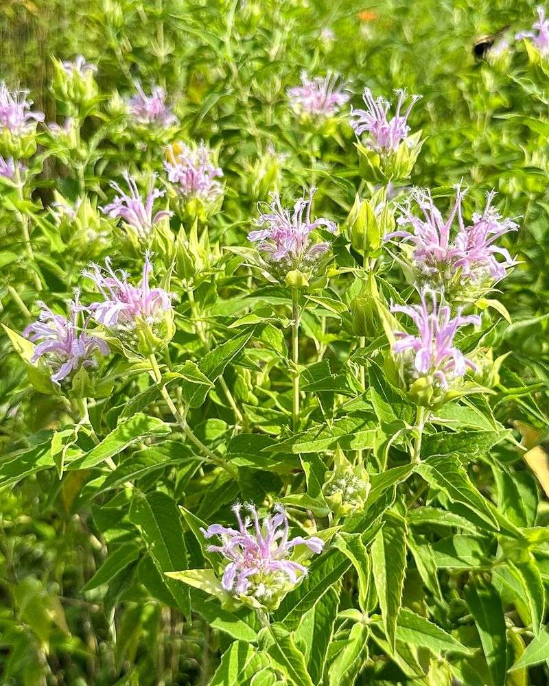 Fewer Tick Hiding Spots In Landscaped Areas Fewer Tick Hiding Spots In Landscaped Areas