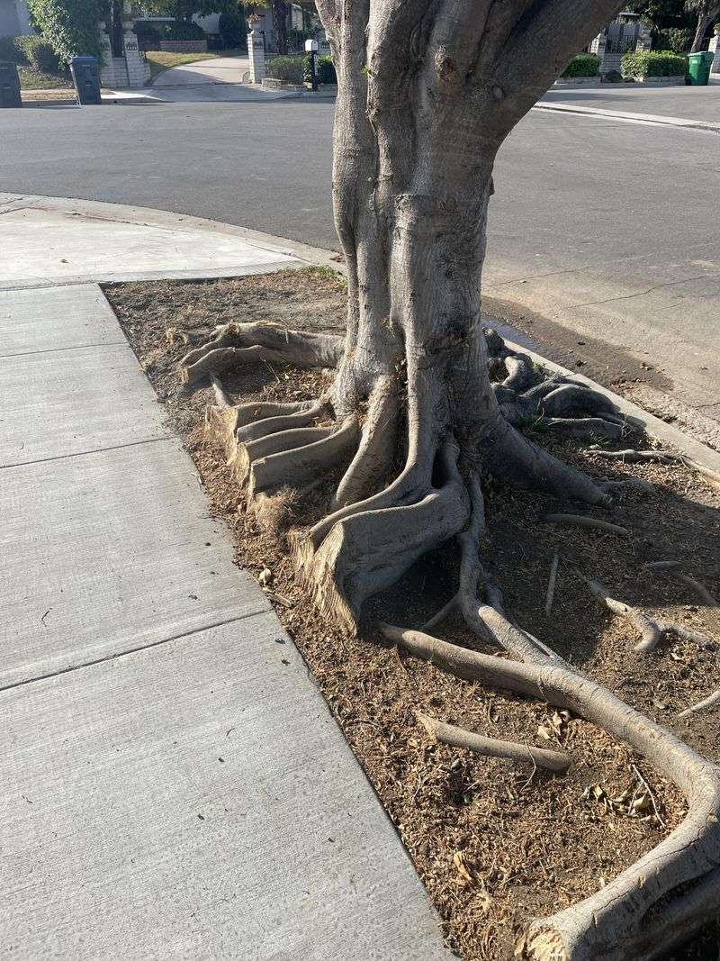 Ficus Roots Can Lift Sidewalks And Driveways Ficus Roots Can Lift Sidewalks And Driveways