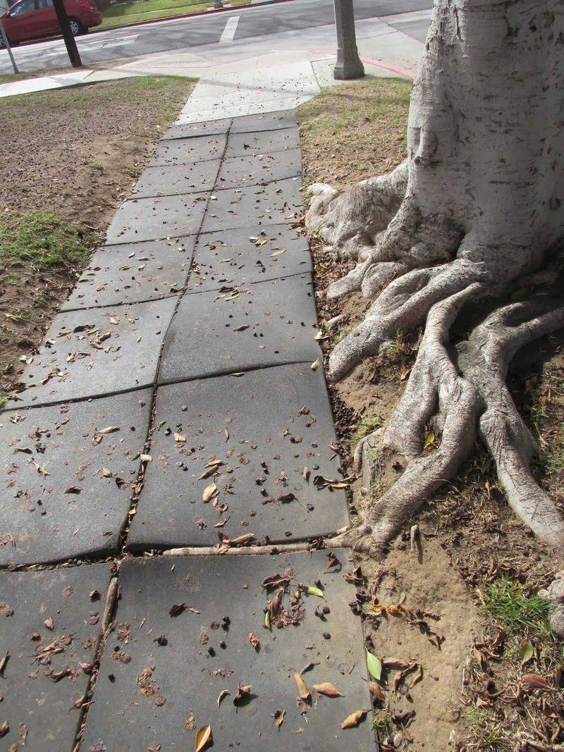 Ficus Trees Are Risky Near Sidewalks And Foundations Ficus Trees Are Risky Near Sidewalks And Foundations
