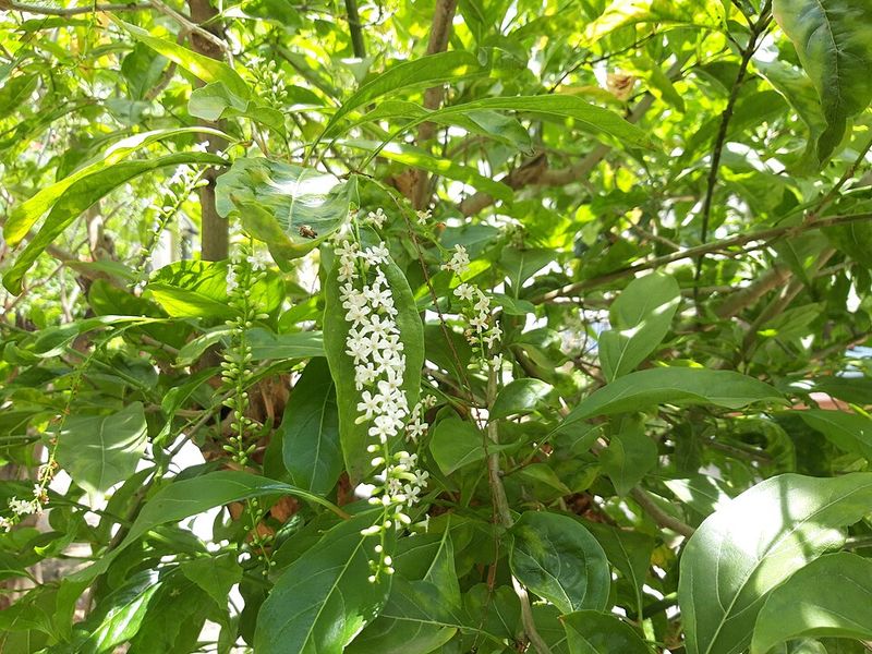 Fiddlewood Brings Dense Native Cover To Southern Yards