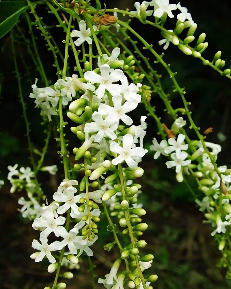 Fiddlewood Creates Dense Cover With Fragrant Blooms Fiddlewood Creates Dense Cover With Fragrant Blooms