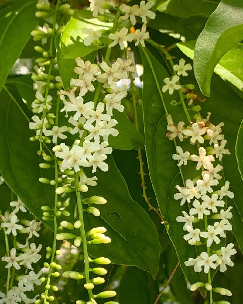 Fiddlewood Offers Dense Native Shelter With Wildlife Fruit Fiddlewood Offers Dense Native Shelter With Wildlife Fruit