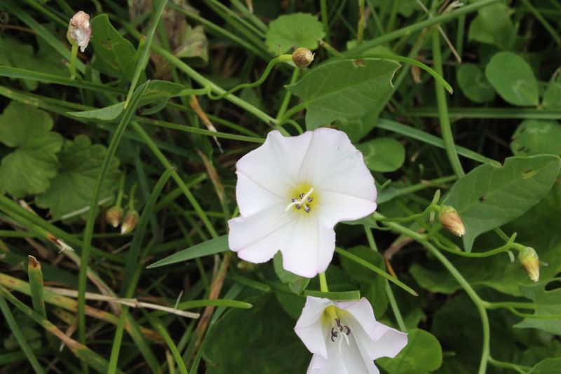 Field Bindweed Spreads Fast In Summer
