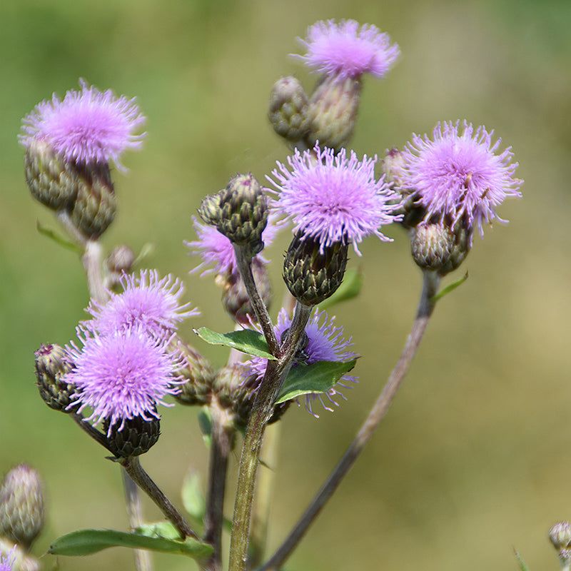 Field Thistle Offers Prime Goldfinch Seed Field Thistle Offers Prime Goldfinch Seed