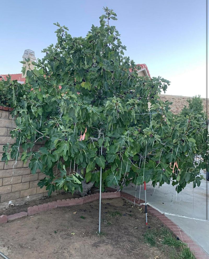 Fig Trees Drop Fruit When Watering Gets Uneven