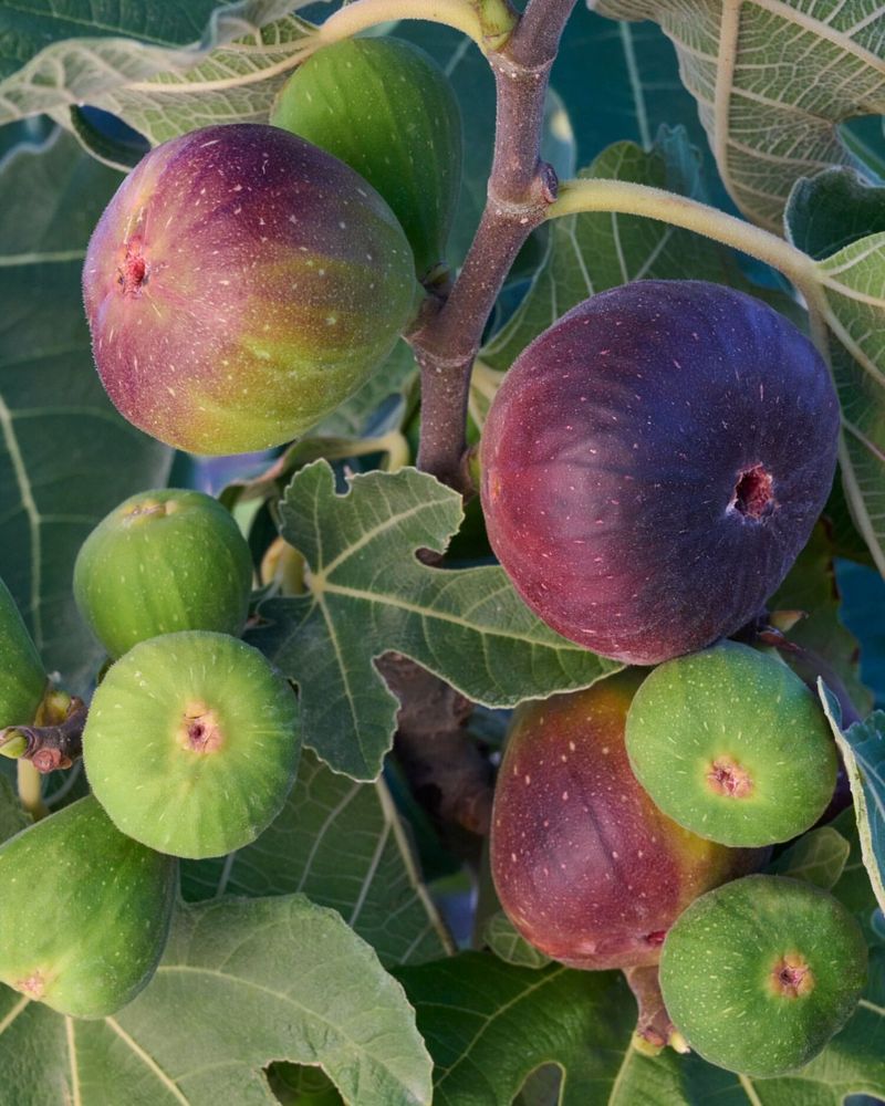 Fig Trees Handle Dry Conditions With Ease