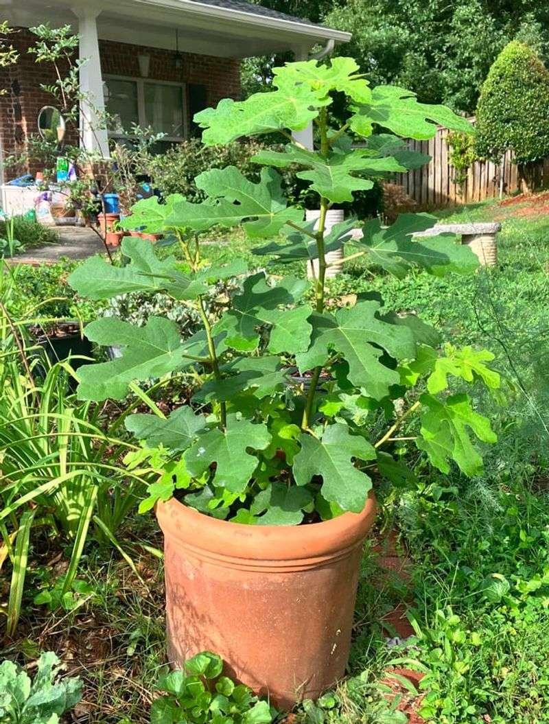 Fig Trees Produce Reliably In Large Containers