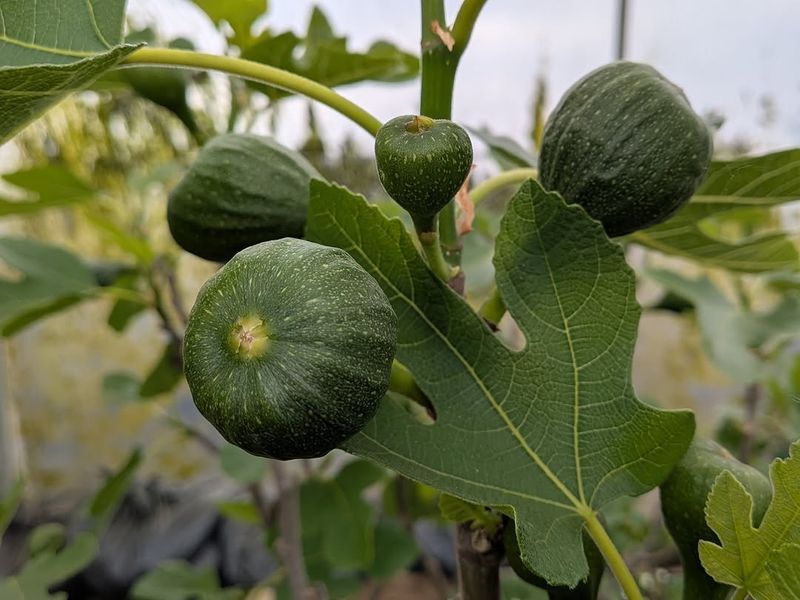 Fig Trees Push Out New Growth With June Fertilizer