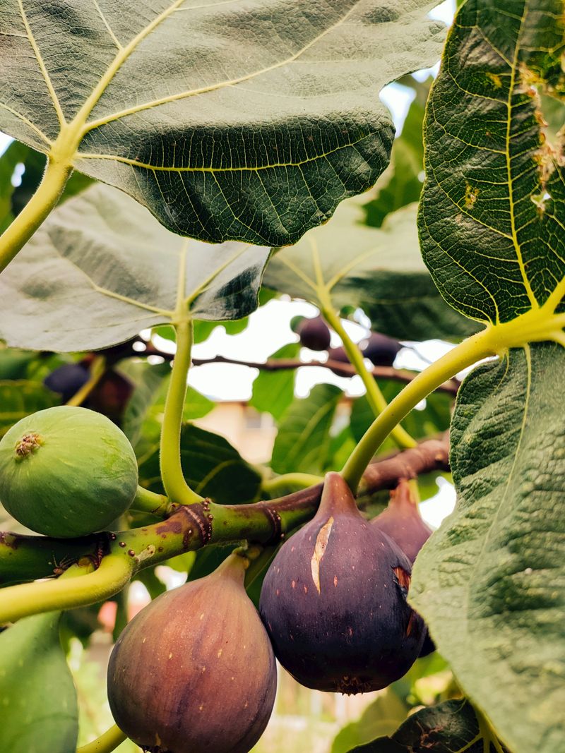 Fig