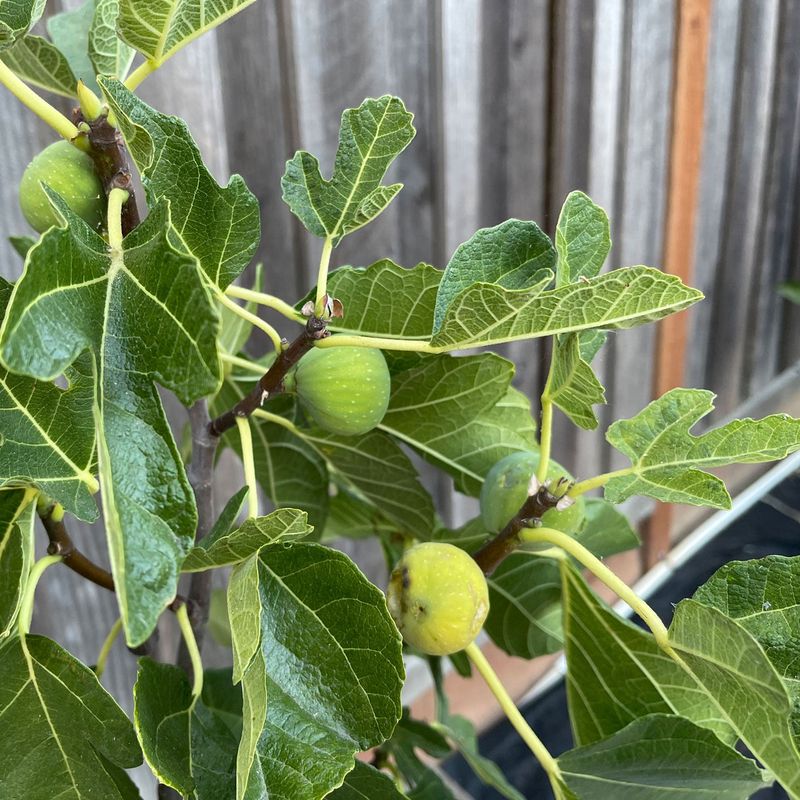 Figs Bring Shade And Fruit To Wider Fence Lines